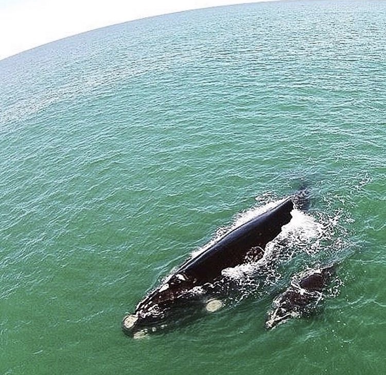 Temporada de baleias em Santa Catarina