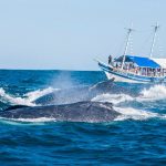Baleia Franca-Falando de Turismo