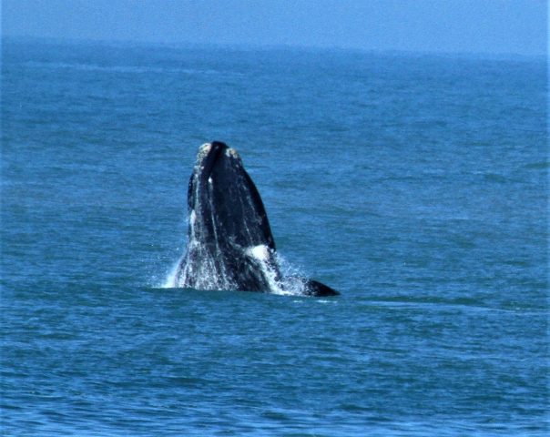 Segue emperrado o turismo de observação de baleias em SC