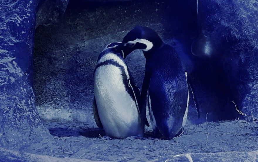 O amor está no ar, no mar e na terra
