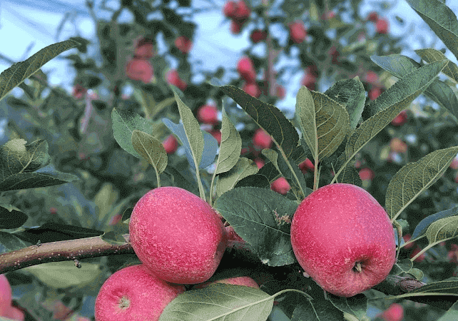 Fraiburgo realiza Abertura Oficial da Colheita da Maçã com a presença de lideranças do turismo nacional