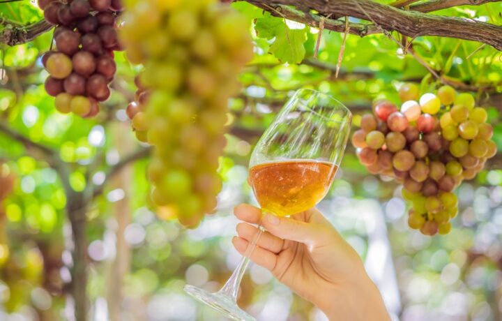 Vinho brasileiro ganha aplicativo com roteiros e vinícolas